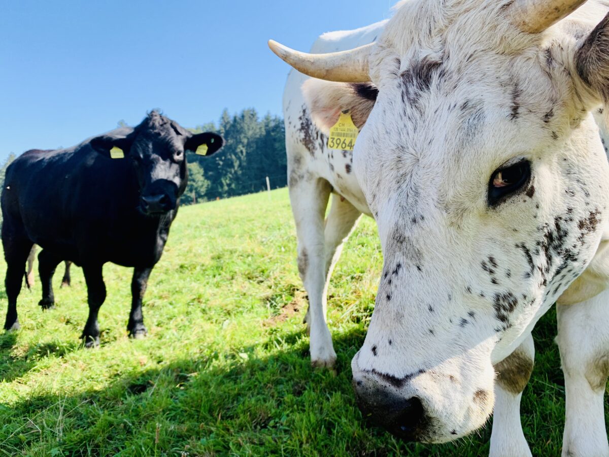 Tiere - Hinterhofmetzgerei